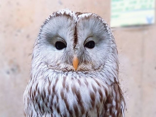 ウラルアウル