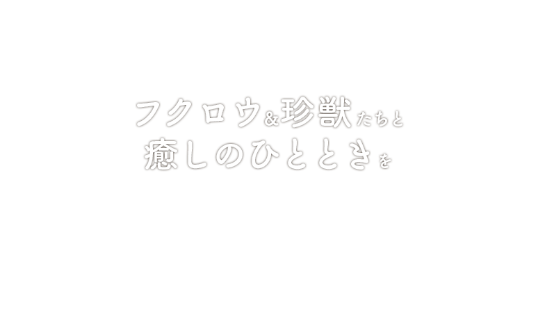 フクロウ＆珍獣たちと癒しのひとときを